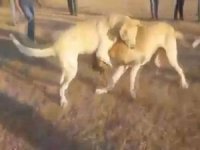 Köpek dövüştüren şüphelilere şafak operasyonu: 25 gözaltı