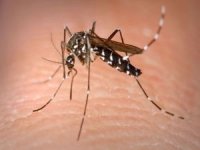 Sağlık Bakanlığı, sivrisinekten korunma rehberi yayımladı