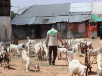 Umut Kervanı Somali'de "Canlı Süt Keçisi" dağıttı
