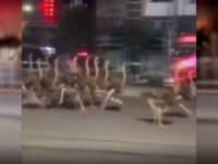 Çin’de sokakta koşan firari devekuşları şaşırttı