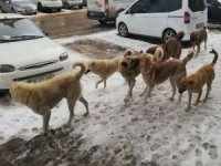 Van'da 7 köpek kız öğrenciye saldırdı