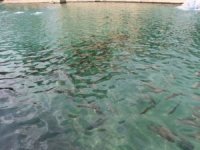 Şanlıurfa Valiliğinden Balıklıgöl'deki balık ölümleri ile ilgili açıklama