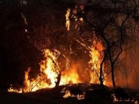 Meksika’da orman yangını
