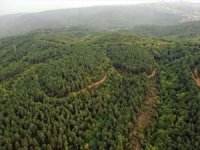 Yalova'da ormanlık alanlara girişler yasaklandı