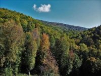Karaman'da orman alanlarına girişler yasaklandı