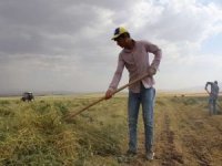 Sıcak havalar tarlalarda çalışan çiftçileri zorluyor