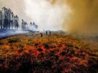 Slovenya'da orman yangını: 1000 hektarlık alan yok oldu