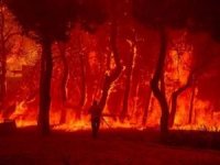 İspanya'da 200 bin hektar orman arazisi yandı