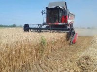 Sivas'ta buğday hasadı: 800 bin ton rekolte bekleniyor
