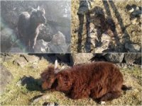 Diyarbakır'da kurtlar, koyun sürüsüne saldırdı