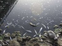 Bingöl Valiliği yaşanan balık ölümleri ile ilgili açıklama yaptı