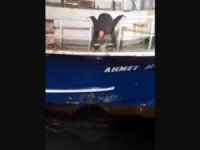 Balıkçı teknesi mayına çarptı