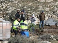Siyonist işgalciler Filistinli çiftçilerin zeytin ağaçlarını söktü