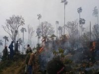 Küba'daki orman yangında binlerce hektarlık alan küle döndü