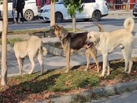 Ankara'da başıboş köpek saldırısına ilişkin soruşturma