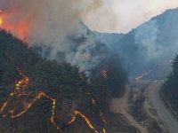 Güney Kore'de orman yangını