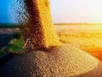 Slovakya da Ukrayna'dan tahıl ithalatını durdurma kararı aldı