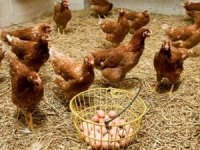 Tavuk eti ve tavuk yumurtası üretimi azaldı