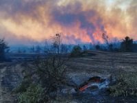 Kilis'te çıkan yangında 20 dönüm orman zarar gördü