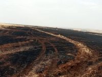 Diyarbakır'da 150 dönüm ekili alan yandı