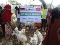 Avrupa Yetim Eli Afrika'da yoksul ailelere "Süt Keçisi" dağıttı