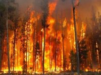 Orman yangınları yüzde 90 insan kaynaklı!