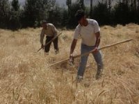Elektrik kesintilerinin sık yaşandığı Mardin'de çiftçiler muzdarip