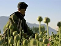Afganistan İslam Emirliği: Ülkede uyuşturucunun ekimi ve satışı yüzde 98 azaldı
