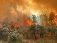 Milas'ta orman yangını şiddetlendi
