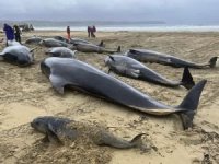 İskoçya'da kıyıya vuran 55 pilot balina öldü
