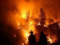 Cezayir’de orman yangınlarında ölü sayısı 25’e çıktı