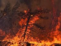 Yunanistan iki haftadır orman yangınlarıyla mücadele ediyor