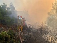Bakan Koca: Çanakkale'deki orman yangınından 83 kişi etkilendi