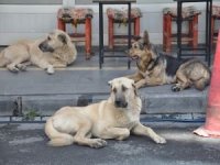 Hukukçu Zaman: Başıboş köpek saldırılarından valilik ve belediyeler sorumludur