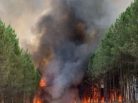 Bulgaristan'da orman yangını