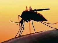 Yunanistan'da Batı Nil Virüsü alarmı: Ölü sayısı 19'a yükseldi