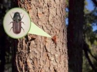 Fransa ormanlarında böcek istilası