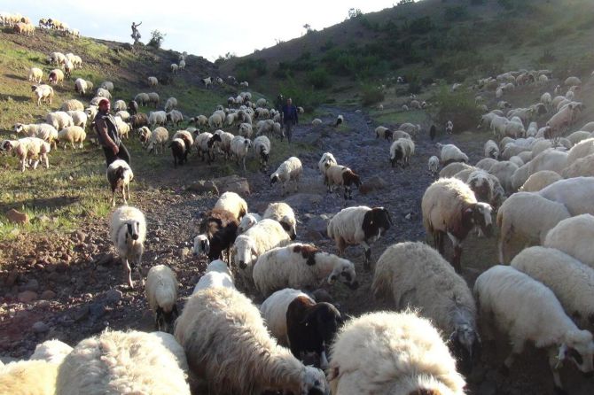 gocerlerin-yayla-yolculugu-basladi-001.jpg