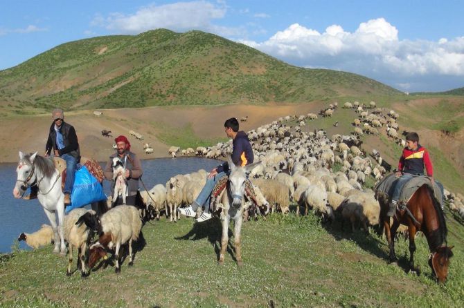 gocerlerin-yayla-yolculugu-basladi-002.jpg