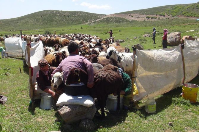 gocerlerin-yayla-yolculugu-basladi.jpg