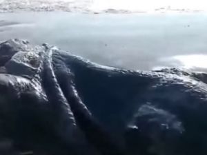 4 metrelik deniz canavarı görüldü