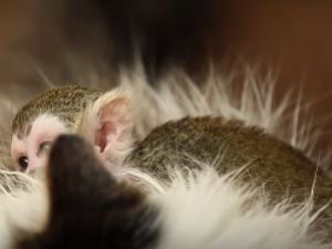 Yavru maymun sıcaklığı bir kedinin tüylerinde buldu